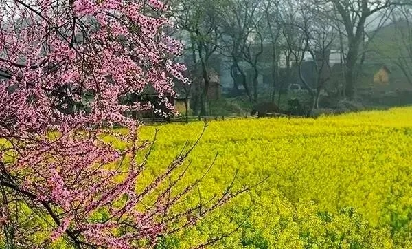 豫南春色,信阳天气里的诗意与生活 豫南春色,信阳天气里的诗意与生活