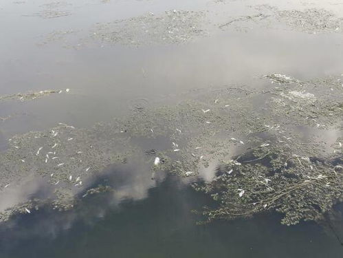 沉浮于天气的河流